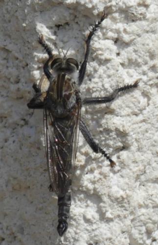 Machimus cyanopus
